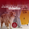 Certificado de salud y vacunación para viajar con tu mascota estas vacaciones