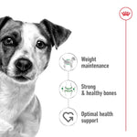 Royal Canin Mini Adulto