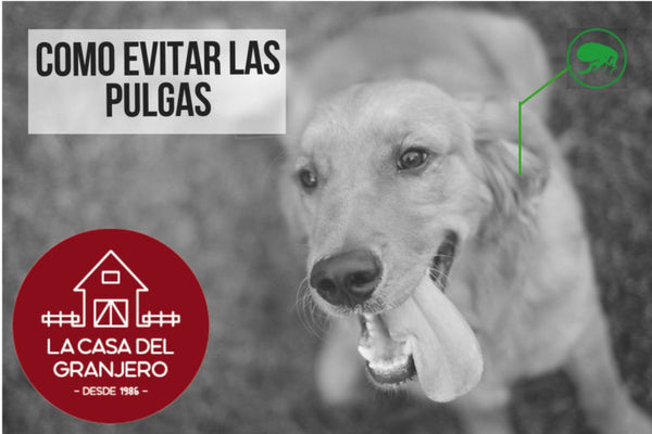 Cómo evitar las pulgas