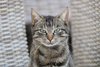 ¡10 cosas que tu gato odia y no lo sabías!