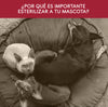 ¿Por qué es importante esterilizar a tu mascota?