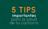 5 tips importantes para la salud de tu cachorro