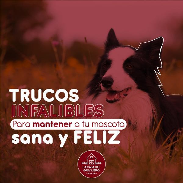 6 consejos para Mantener a Tu Mascota Feliz y Saludable en Casa