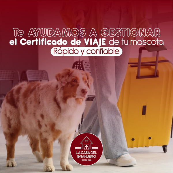 Certificado de salud y vacunación para viajar con tu mascota estas vacaciones