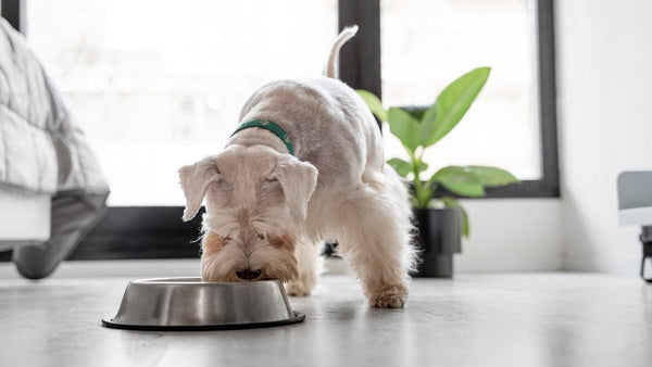 Ventajas y características de un alimento SUPER premium para perros