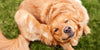 Perros con alergia a las pulgas: Síntomas y tratamiento