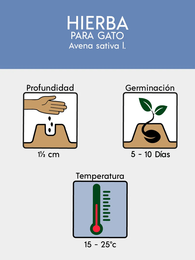 SEMILLAS DE HIERBA GATERA X SOBRE