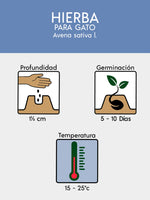 SEMILLAS DE HIERBA GATERA X SOBRE