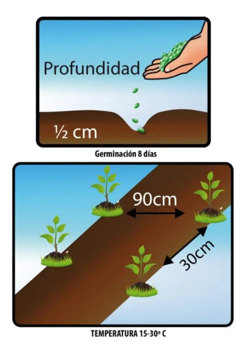 SEMILLAS DE TOMATE CHERRY