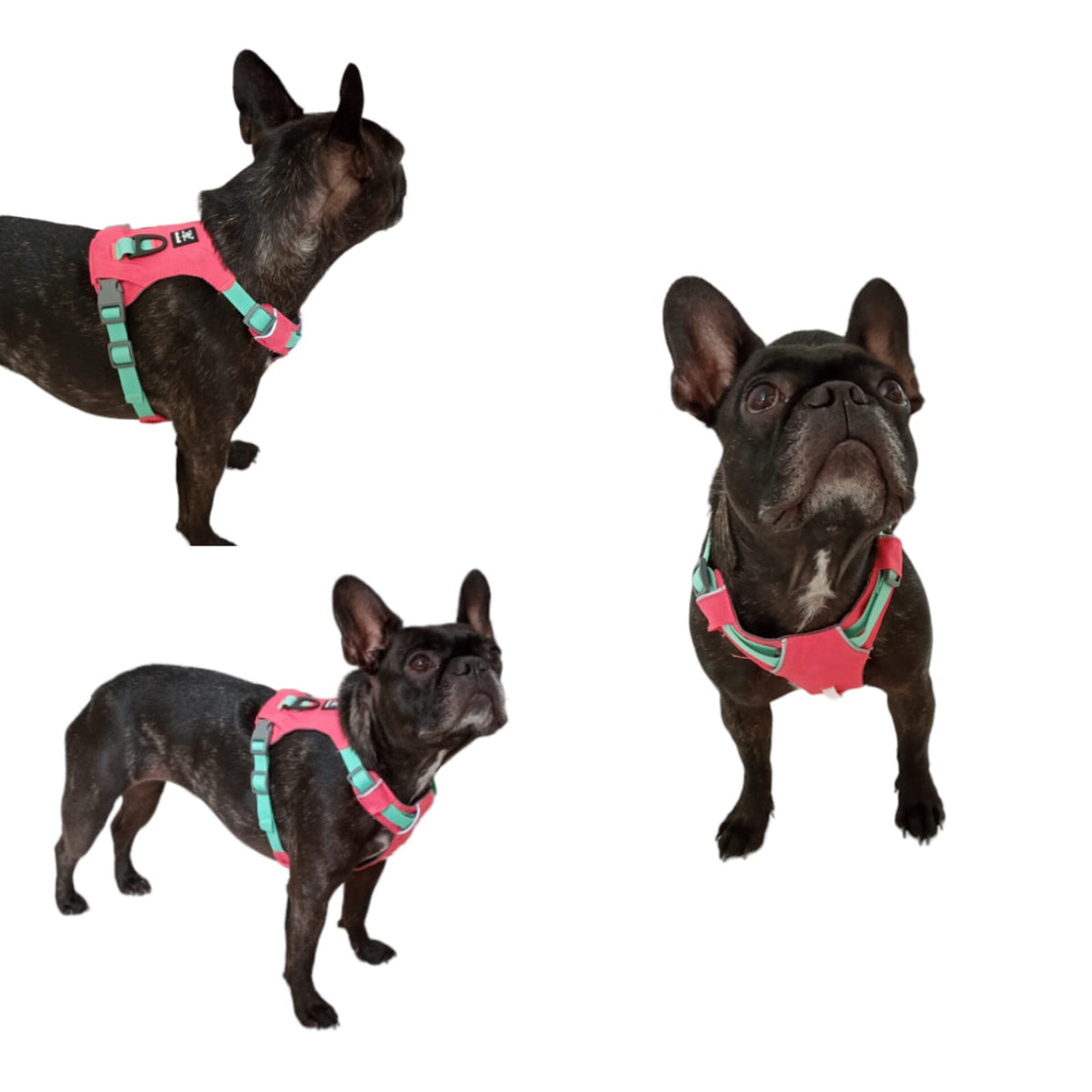 Pet Harness Talla