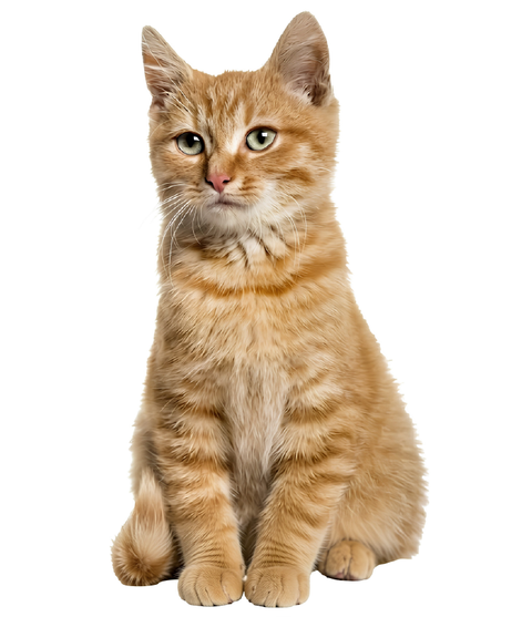 Gato, categoría Gatos