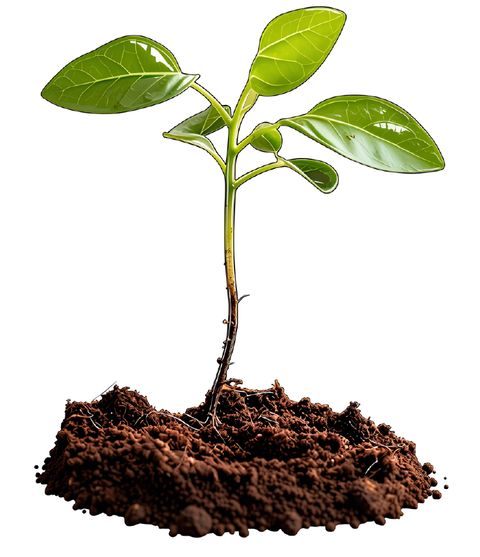Planta, categoría Jardinería