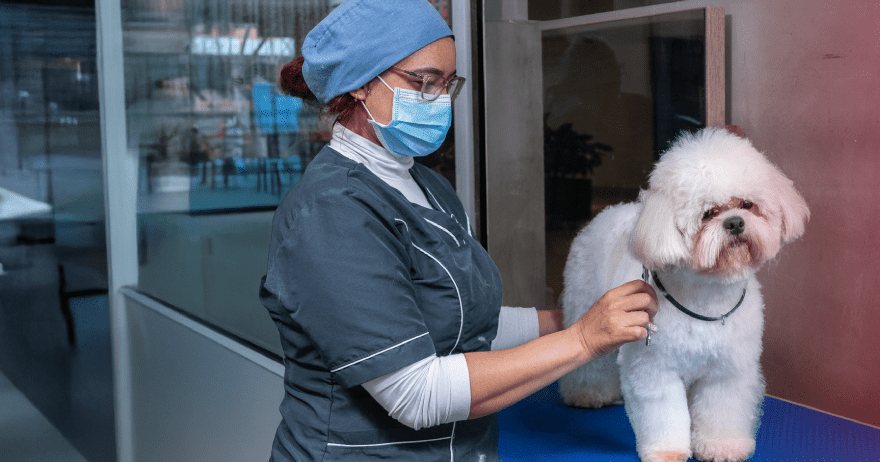 Estilista de La Casa del Granjero realizando el servicio de peluquería a un perro en la mesa de trabajo