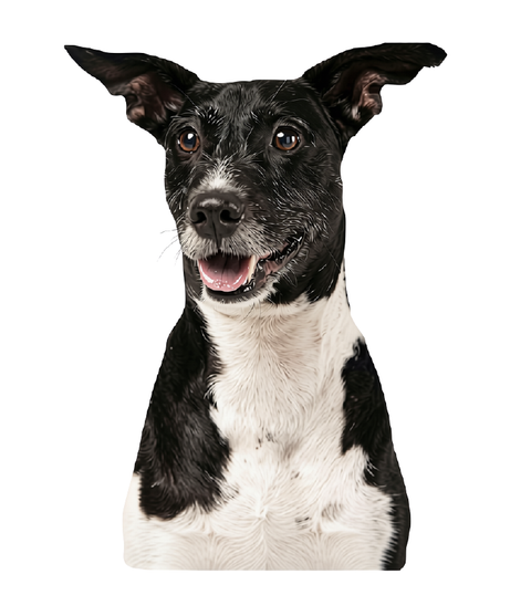 Categoría de perros